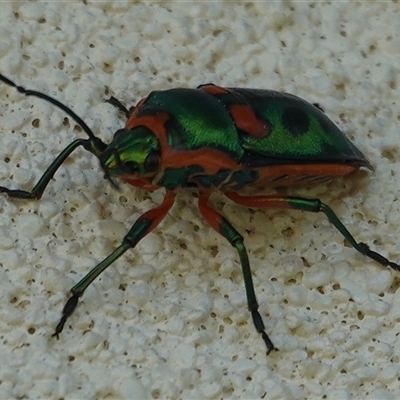 Scutiphora pedicellata (Metallic Jewel Bug) at Hall, ACT - 16 Sep 2024 by Anna123