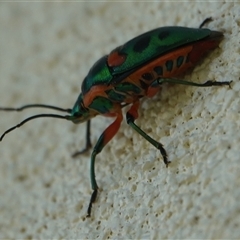 Scutiphora pedicellata at Hall, ACT - 16 Sep 2024