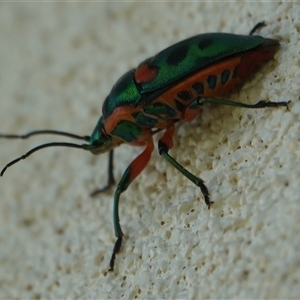 Scutiphora pedicellata at Hall, ACT - 16 Sep 2024