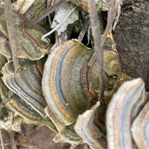 Trametes versicolor at Hackett, ACT - 16 Sep 2024