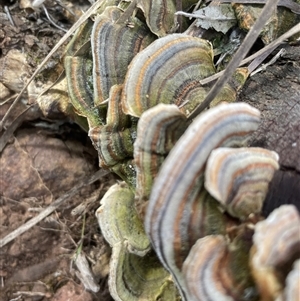 Trametes versicolor at Hackett, ACT - 16 Sep 2024