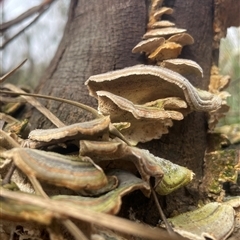 Trametes versicolor at Hackett, ACT - 16 Sep 2024 03:42 PM