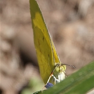 Eurema smilax at Hall, ACT - 17 Sep 2024