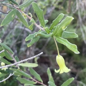 Billardiera scandens at Ulladulla, NSW - 15 Sep 2024