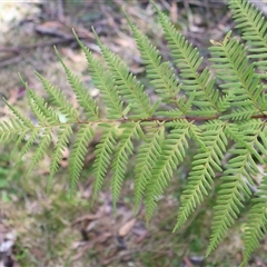 Pteris tremula (Tender Brake) at Porters Creek, NSW - 15 Sep 2024 by Clarel