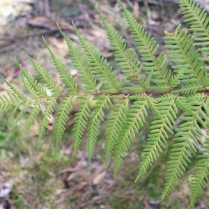 Pteris tremula at Porters Creek, NSW - 15 Sep 2024 11:08 AM