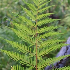 Pteris tremula at Porters Creek, NSW - 15 Sep 2024