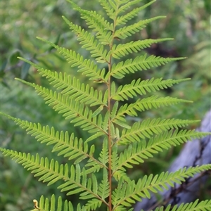 Pteris tremula at Porters Creek, NSW - 15 Sep 2024 11:08 AM