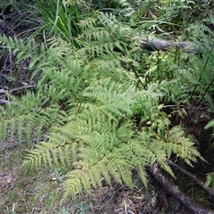 Pteris tremula at Porters Creek, NSW - 15 Sep 2024 11:08 AM