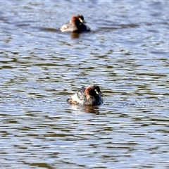 Tachybaptus novaehollandiae (Australasian Grebe) at Cataract, NSW - 15 Sep 2024 by jb2602