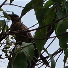 Chlamydera nuchalis (Great Bowerbird) at Durack, WA - 17 Sep 2024 by Mike