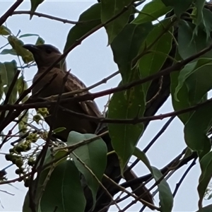 Chlamydera nuchalis (Great Bowerbird) at Durack, WA by Mike