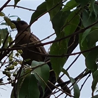 Chlamydera nuchalis (Great Bowerbird) at Durack, WA - 17 Sep 2024 by Mike