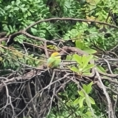 Merops ornatus (Rainbow Bee-eater) at Wyndham, WA - 17 Sep 2024 by Mike