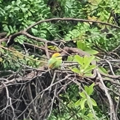 Merops ornatus (Rainbow Bee-eater) at Wyndham, WA - 17 Sep 2024 by Mike