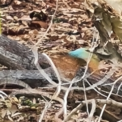 Merops ornatus at Wyndham, WA - 17 Sep 2024