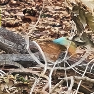 Merops ornatus at Wyndham, WA - 17 Sep 2024