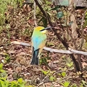 Merops ornatus at Wyndham, WA - 17 Sep 2024