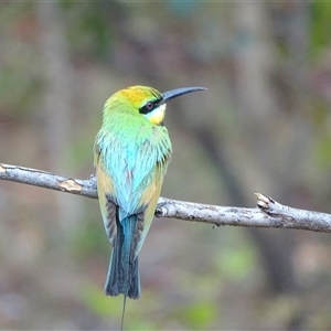 Merops ornatus at Wyndham, WA - 17 Sep 2024