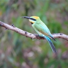 Merops ornatus at Wyndham, WA - 17 Sep 2024 01:55 PM