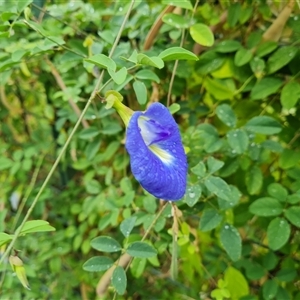 Unidentified Plant at Wyndham, WA by Mike