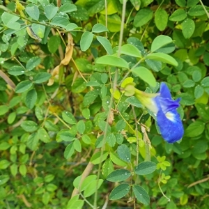 Clitoria ternatea at Wyndham, WA - 17 Sep 2024 03:44 PM