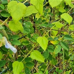 Unverified Plant at Wyndham, WA - 17 Sep 2024 by Mike