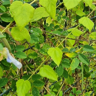 Unidentified Plant at Wyndham, WA - 17 Sep 2024 by Mike