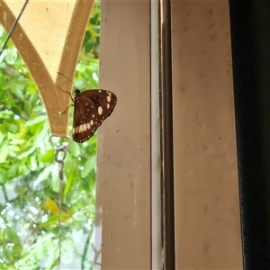 Unidentified Butterfly (Lepidoptera, Rhopalocera) at Wyndham, WA by Mike