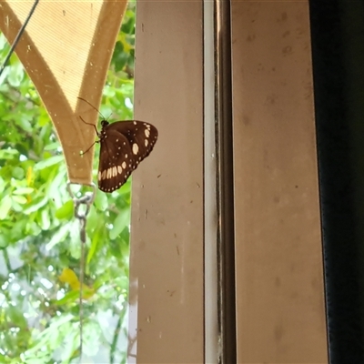 Unidentified Butterfly (Lepidoptera, Rhopalocera) at Wyndham, WA - 17 Sep 2024 by Mike