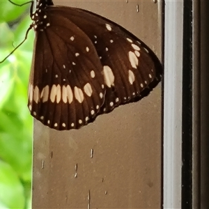 Euploea corinna at Wyndham, WA - 17 Sep 2024 01:18 PM