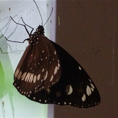 Euploea corinna at Wyndham, WA - 17 Sep 2024 01:18 PM