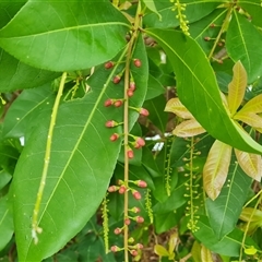 Unidentified Other Tree at Wyndham, WA - 17 Sep 2024 by Mike