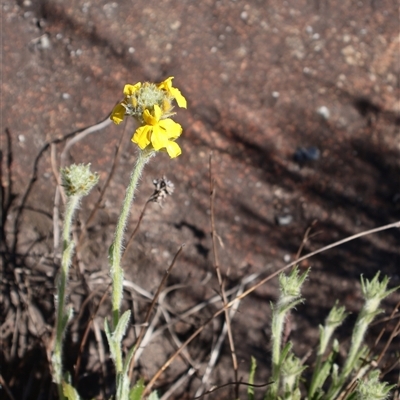 Goodenia glomerata at Porters Creek, NSW - 14 Sep 2024 by Clarel