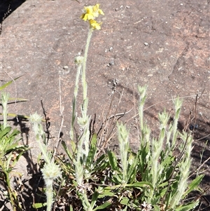 Goodenia glomerata at Porters Creek, NSW - 15 Sep 2024