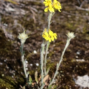 Goodenia glomerata at Porters Creek, NSW - 15 Sep 2024