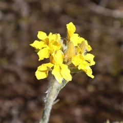 Goodenia glomerata at Porters Creek, NSW - 15 Sep 2024