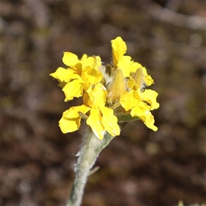 Goodenia glomerata at Porters Creek, NSW - 15 Sep 2024 09:50 AM