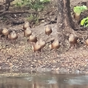 Dendrocygna eytoni (Plumed Whistling-Duck) at Wyndham, WA by Mike