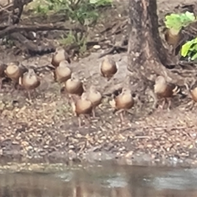 Dendrocygna eytoni (Plumed Whistling-Duck) at Wyndham, WA - 17 Sep 2024 by Mike