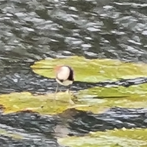 Irediparra gallinacea (Comb-crested Jacana) at Wyndham, WA by Mike