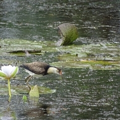 Irediparra gallinacea at Wyndham, WA - 17 Sep 2024