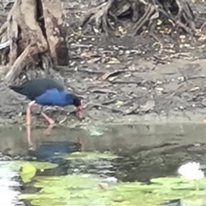 Porphyrio melanotus (Australasian Swamphen) at Wyndham, WA by Mike