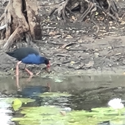 Porphyrio melanotus (Australasian Swamphen) at Wyndham, WA - 17 Sep 2024 by Mike