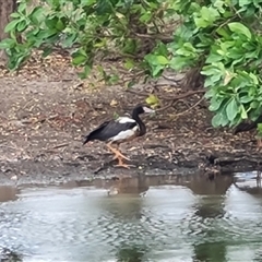 Anseranas semipalmata (Magpie Goose) at Wyndham, WA - 17 Sep 2024 by Mike