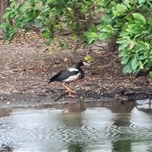 Anseranas semipalmata (Magpie Goose) at Wyndham, WA by Mike