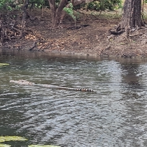 Crocodylus porosus at Wyndham, WA by Mike