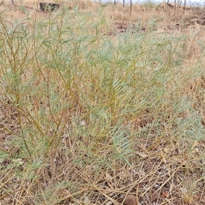 Unidentified Other Shrub at Wyndham, WA by Mike