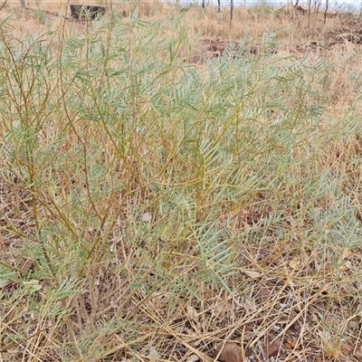 Unverified Other Shrub at Wyndham, WA - 17 Sep 2024 by Mike