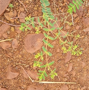 Unidentified Other Wildflower or Herb at Wyndham, WA by Mike